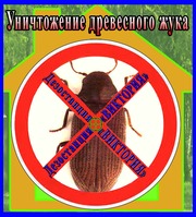 Дезостанция«ВИКТОРИЯ»,  уничтожение древесного жука (короеда) в Алматы и области.