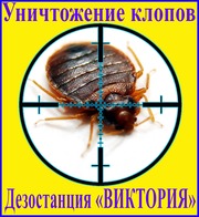 Дезостанция«ВИКТОРИЯ»,  уничтожение  клопов в Алматы и области.