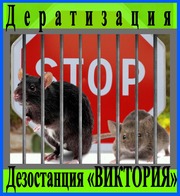 Дезостанция«ВИКТОРИЯ»,  дератизация (уничтожение грызунов) в Алматы и области.