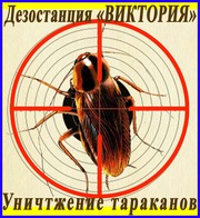 Дезостанция«ВИКТОРИЯ»,  уничтожение,  тараканов в Алматы и области.