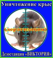 Дезостанция«ВИКТОРИЯ»,  уничтожение  крыс в Алматы и области.
