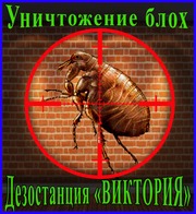 Дезостанция«ВИКТОРИЯ»,  уничтожение  блох в Алматы и области.