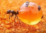 Борьба. Уничтожение муравьев в Алматы и Алматинской области