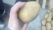 Картофель (оптом)    