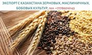 Экспорт с Казахстана зерновых,  масличных и бобовых,  тел. +77786016143